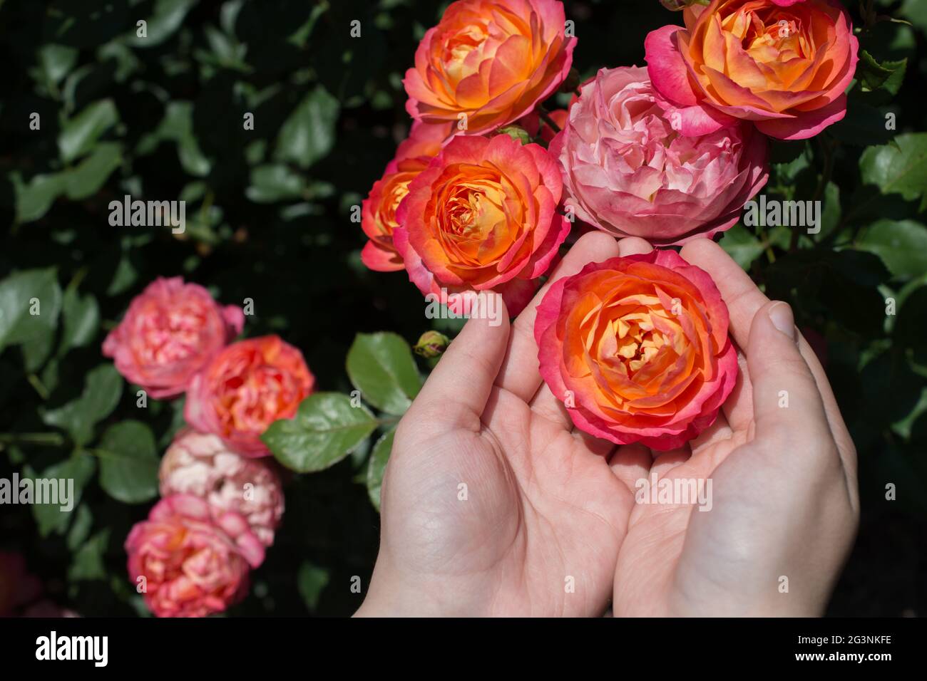 Schöne frische rose in der hand Stockfoto