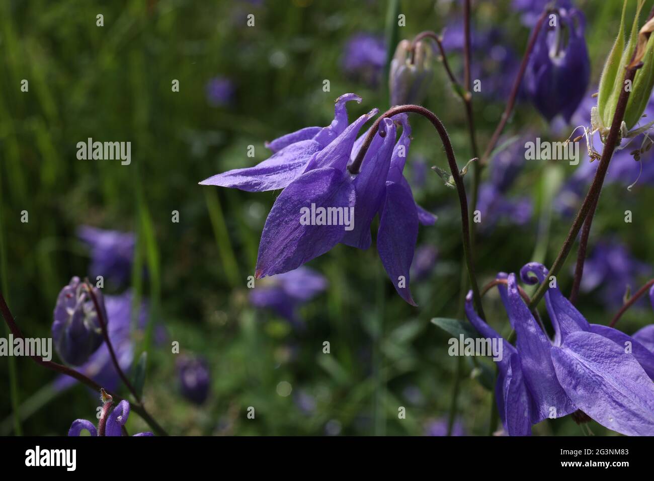 Aquilegia alpina lila im Frühling im Garten. Stockfoto