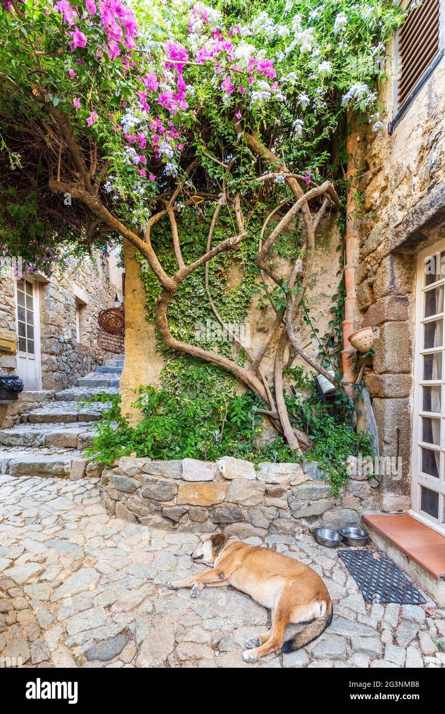 Der Hund legt sich auf einer Straße im Dorf Pigna und macht ein Nickerchen. Korsika, Frankreich Stockfoto