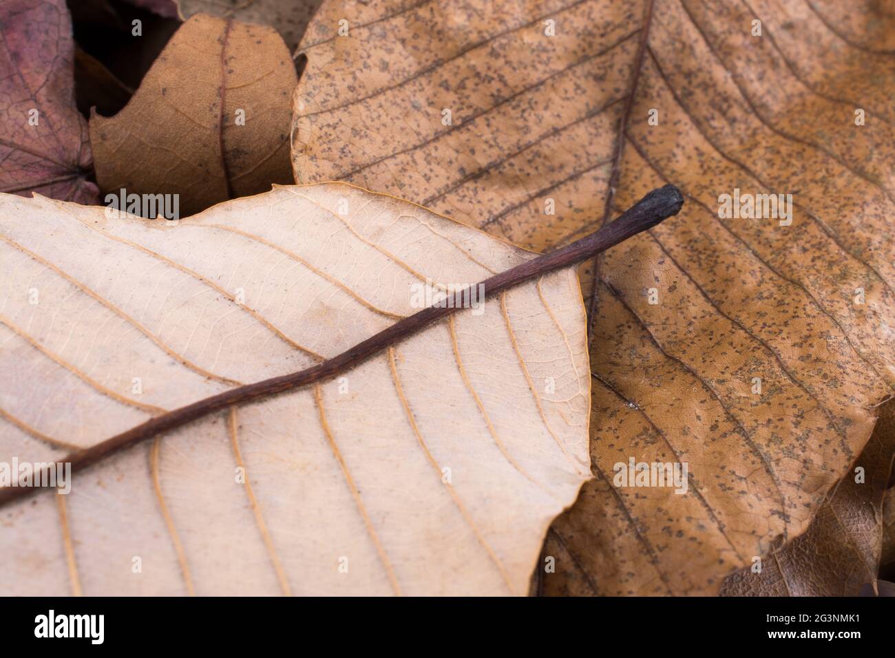 Makroansicht eines trockenen Blattes der Herbstsaison Stockfoto