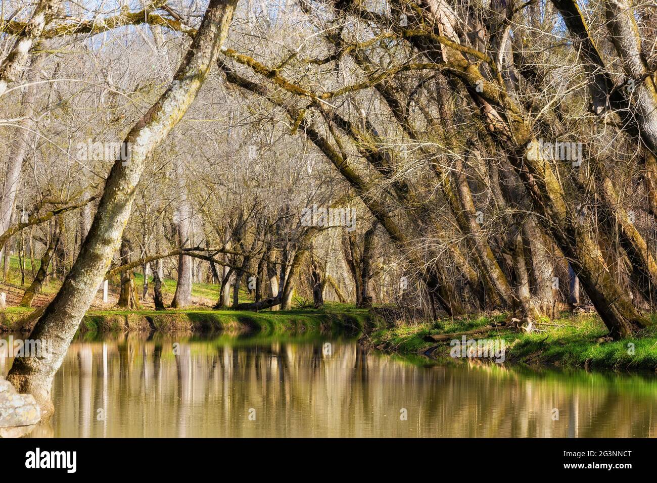 Frühe Frühlingslandschaft von Big Creek bei Amis Mill in Rogersville, Tennessee Stockfoto