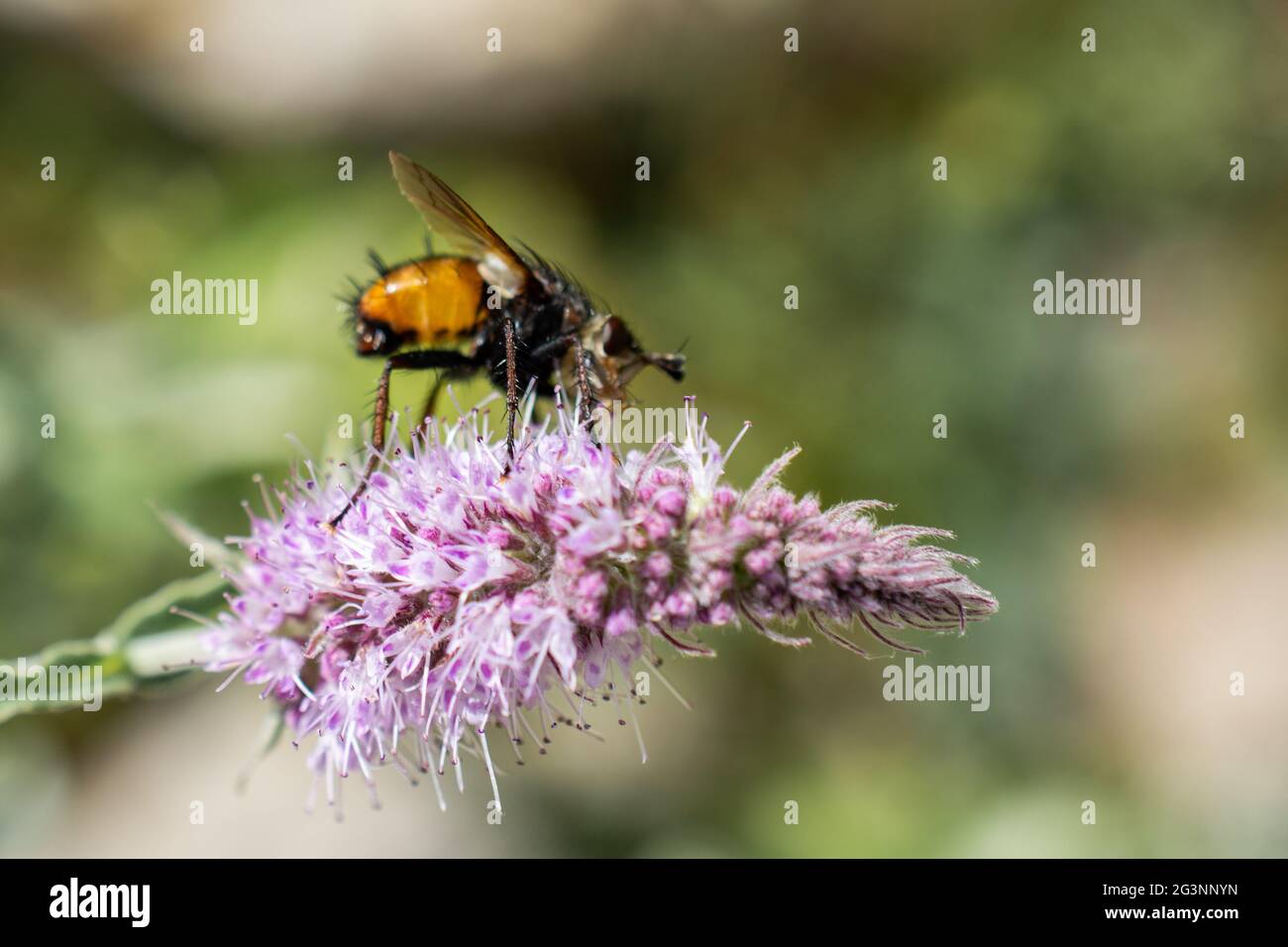Insekten ernähren sich von einer Blume Stockfoto