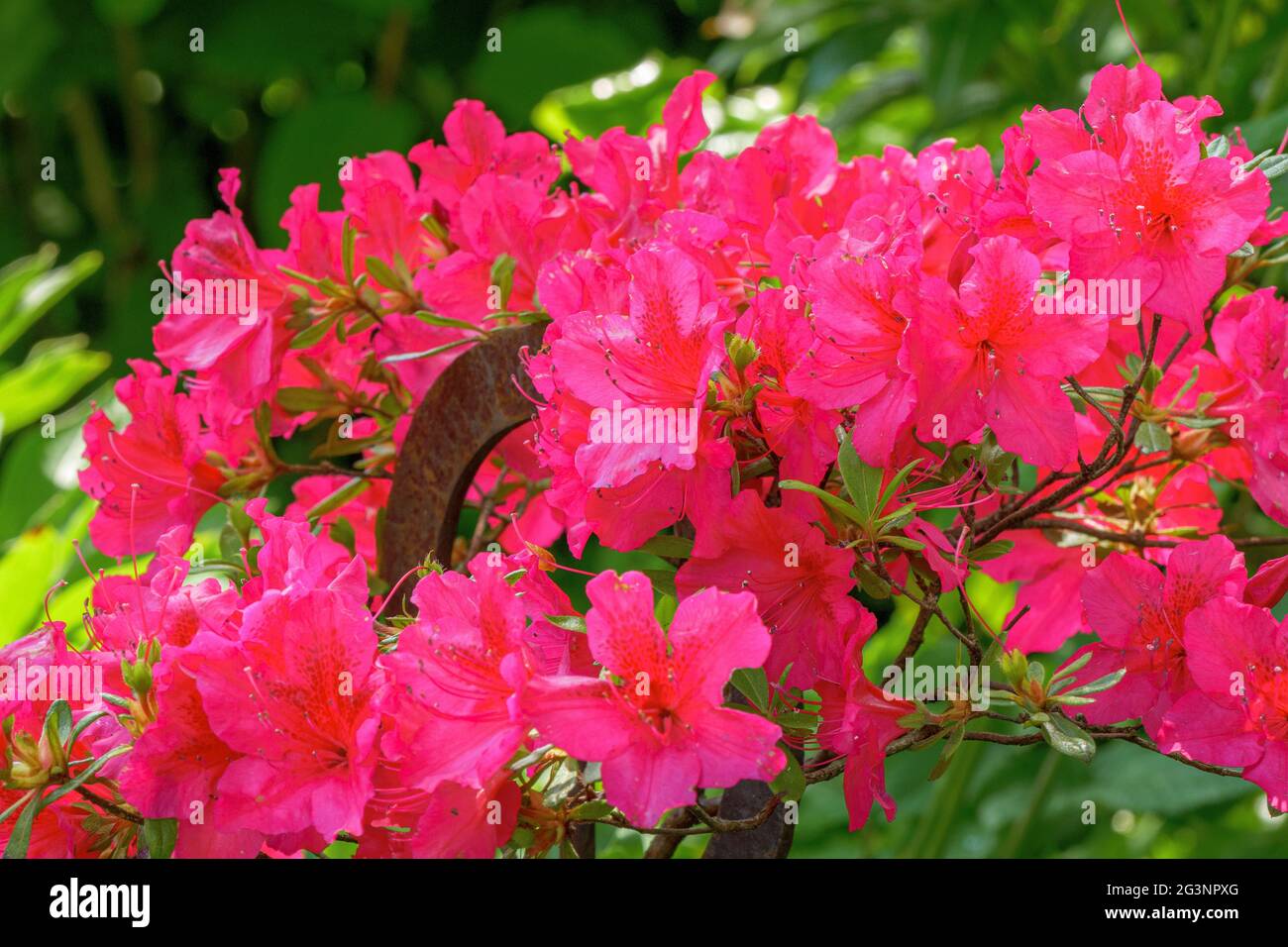 Blühender Rhododendron, Gartenpflanze, Bayern, Deutschland, Europa Stockfoto