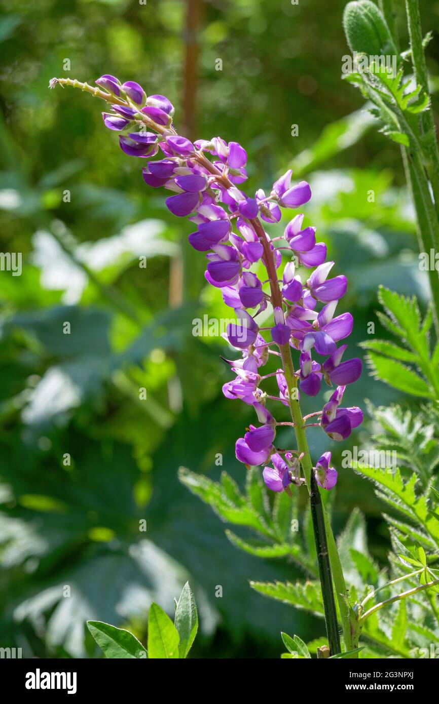 Farbige Blüte einer Lupine (Lupinus), Blume, Bayern, Deutschland, Europa Stockfoto