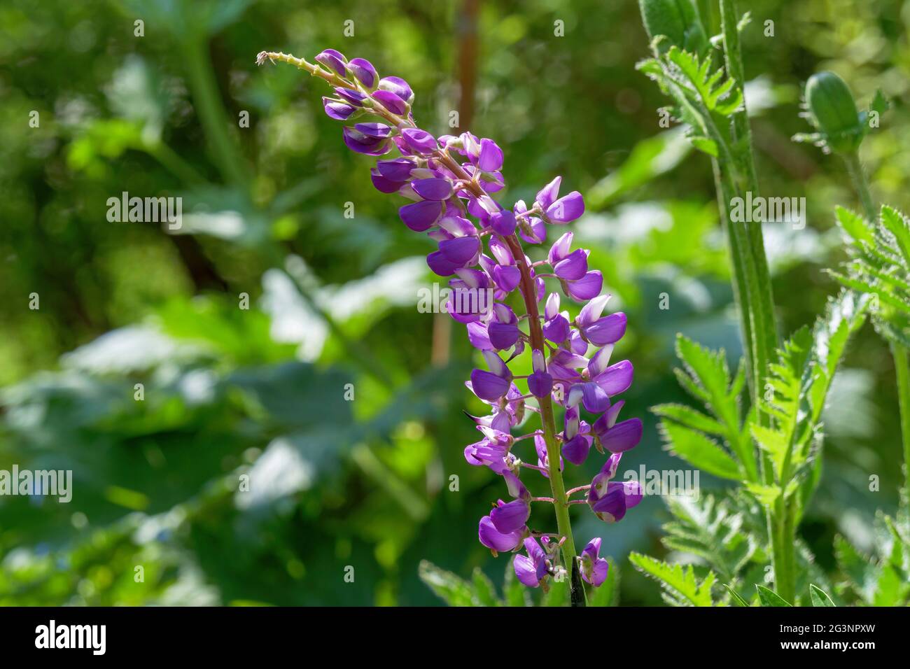 Farbige Blüte einer Lupine (Lupinus), Blume, Bayern, Deutschland, Europa Stockfoto