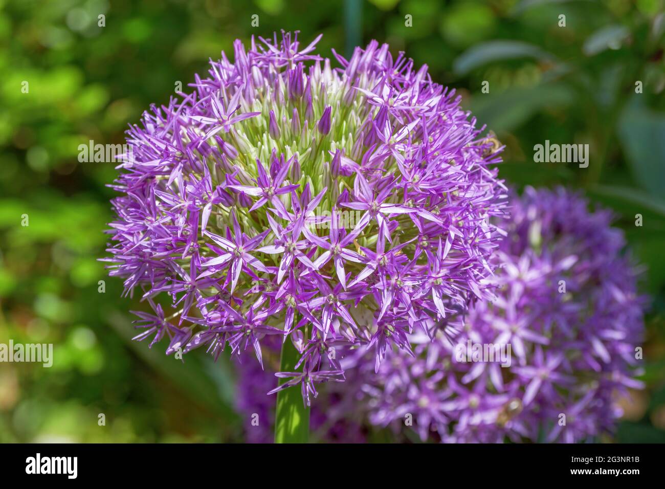Blume einer dekorativen Zwiebel Allium nigrum, Bayern, Deutschland, Europa Stockfoto