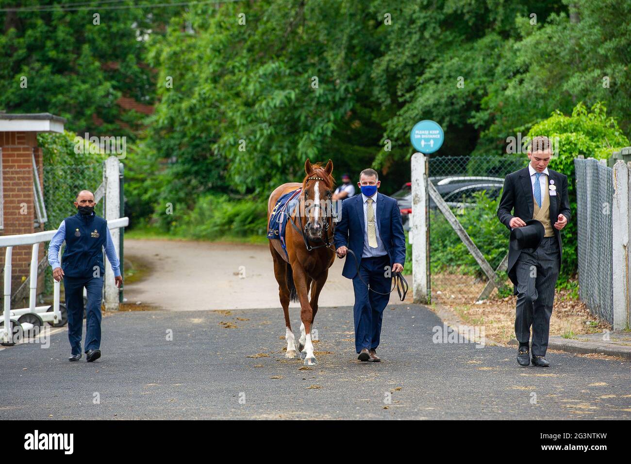 Ascot, Bergen, Großbritannien. Juni 2021. Das berühmte Rennpferd Stradivarius geht von den Ställen in den Royal Ascot, um beim Gold Cup (Gruppe 1) (British Champions Series) anzutreten. Der Jockey Frankie Dettori hofft auf den Gewinn des prestigeträchtigen Gold Cup und auf seine unverkennbare Flugdemontierung. Quelle: Maureen McLean/Alamy Live News Stockfoto