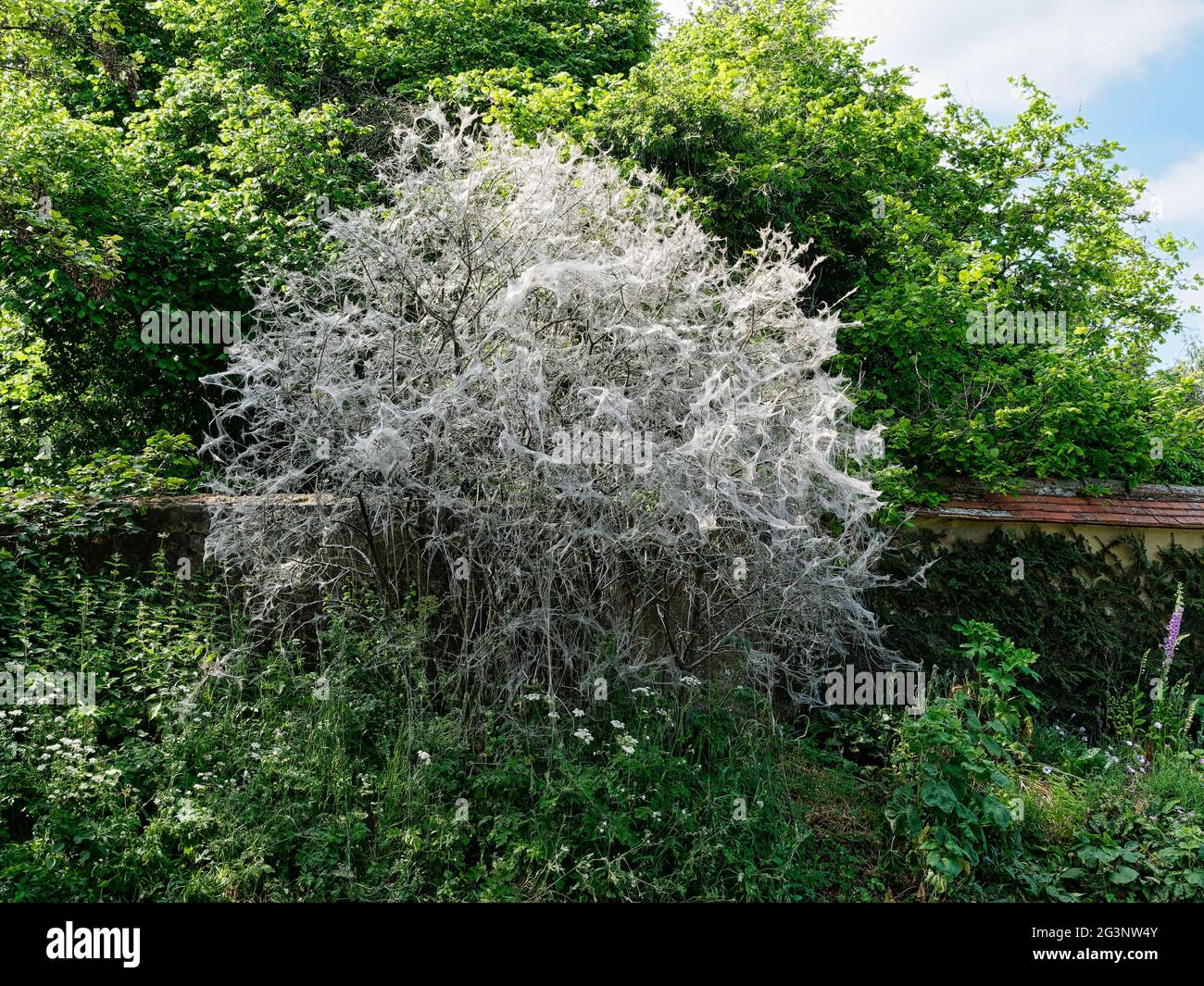 Raupenband für die Ermine Stockfoto