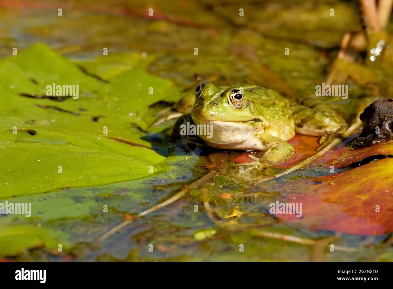 Teich Frosch Stockfoto