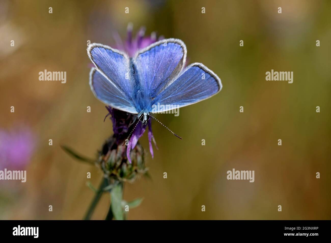 Hauhechel's Blue Finch Stockfoto