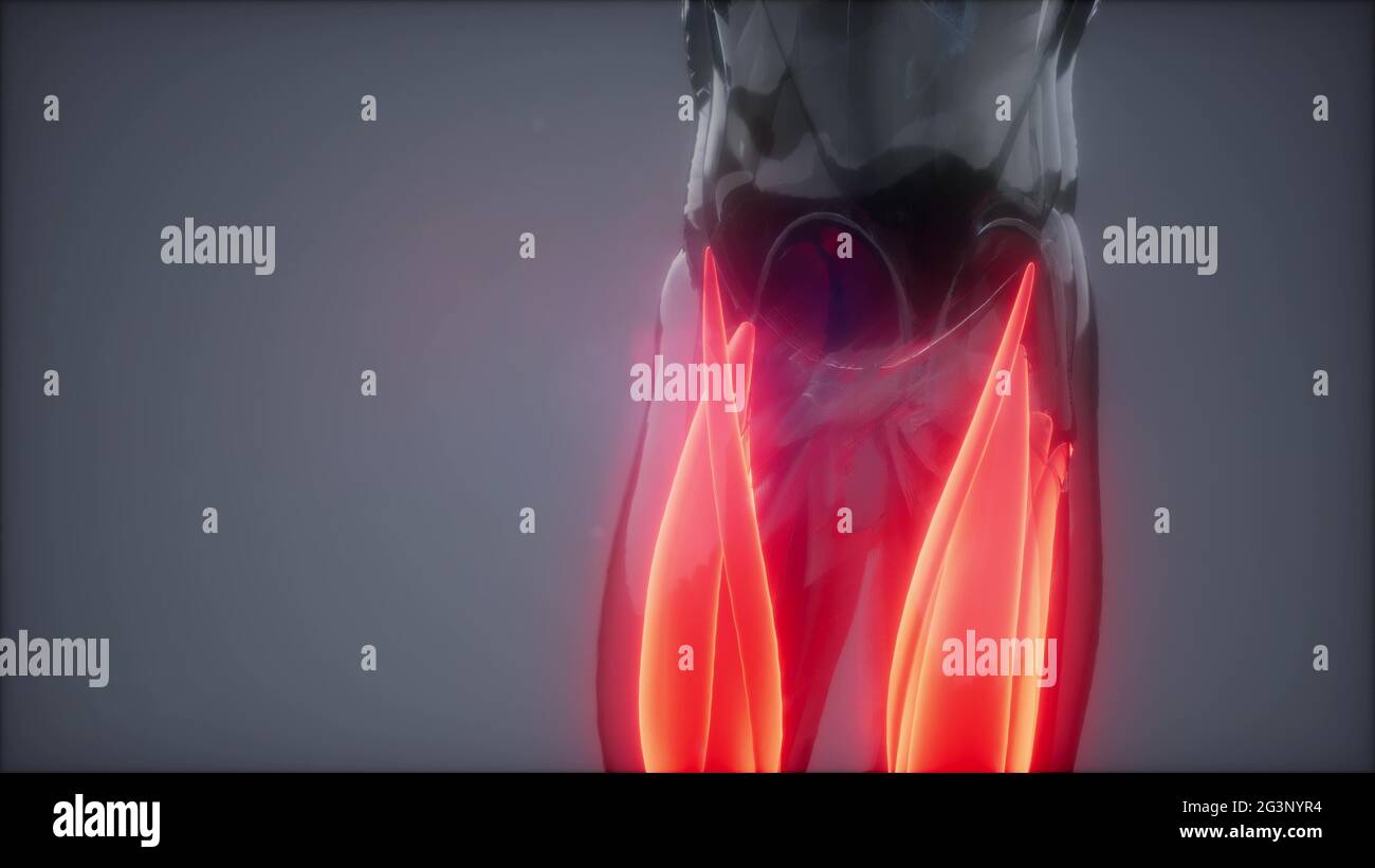 Oberschenkelmuskulatur - sichtbare Muskel-Anatomiekarte Stockfoto