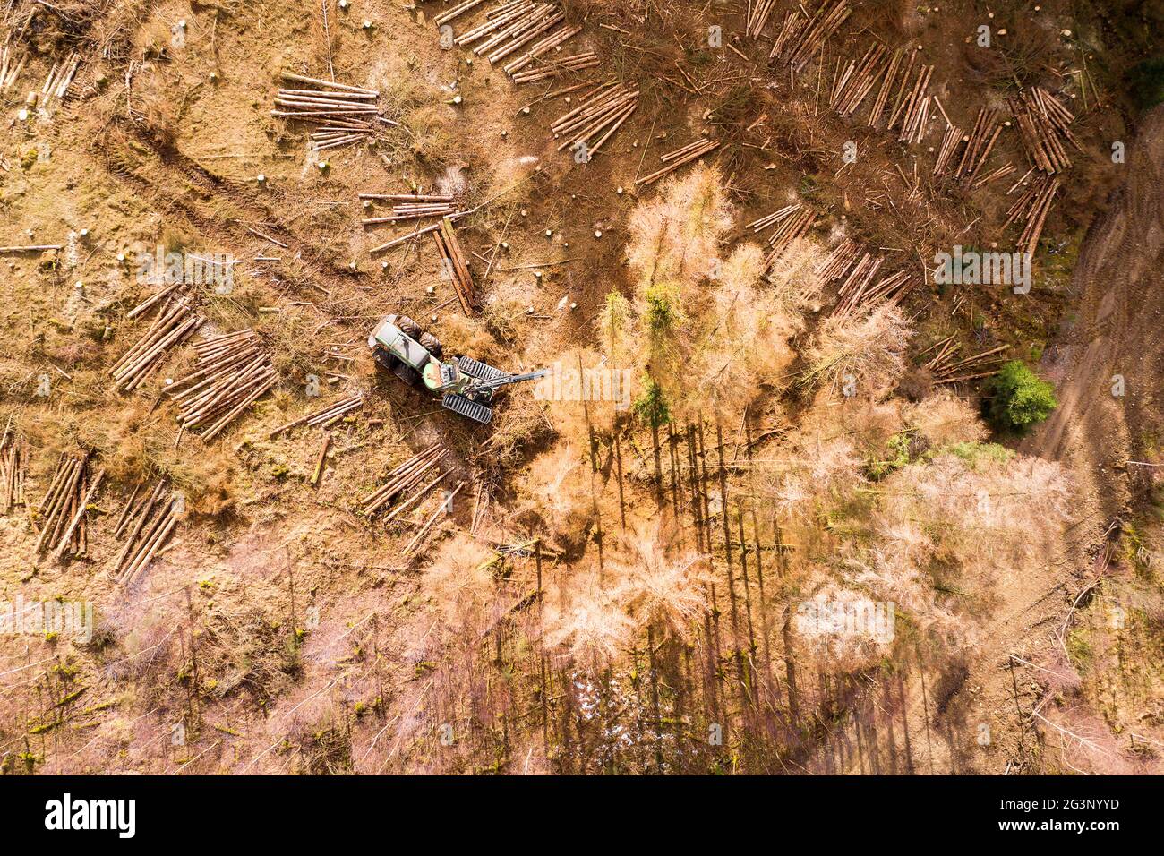 Ein Waldernter in einem toten Wald von oben Stockfoto