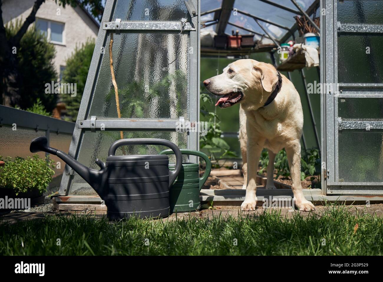 Neugieriger Hund auf dem Garten des Hauses. Der alte labrador Retriever schaut am sonnigen Frühlingstag aus dem Gewächshaus. Stockfoto
