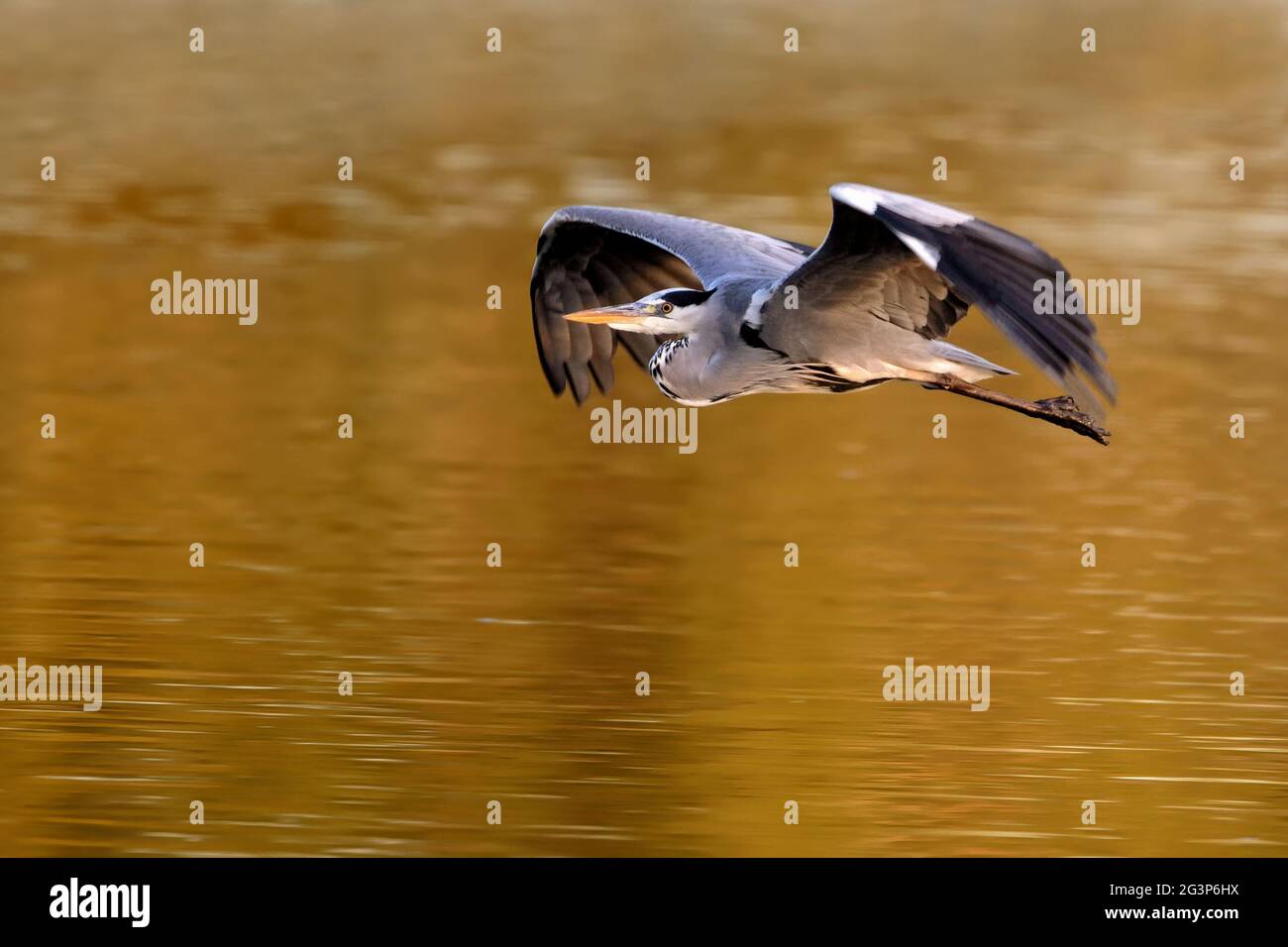 Graureiher fliegen Stockfoto