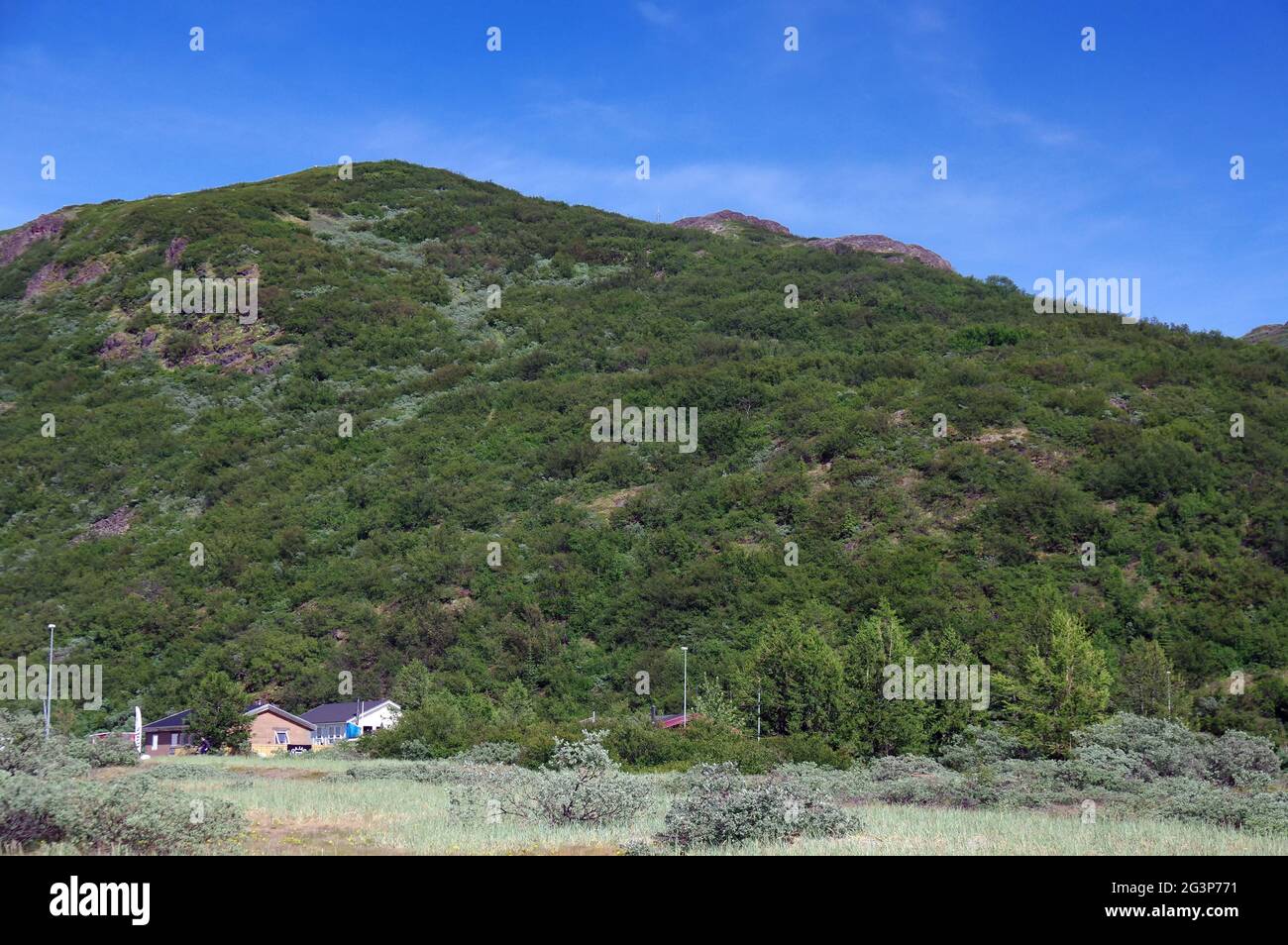 Wald in südgrönland Stockfoto