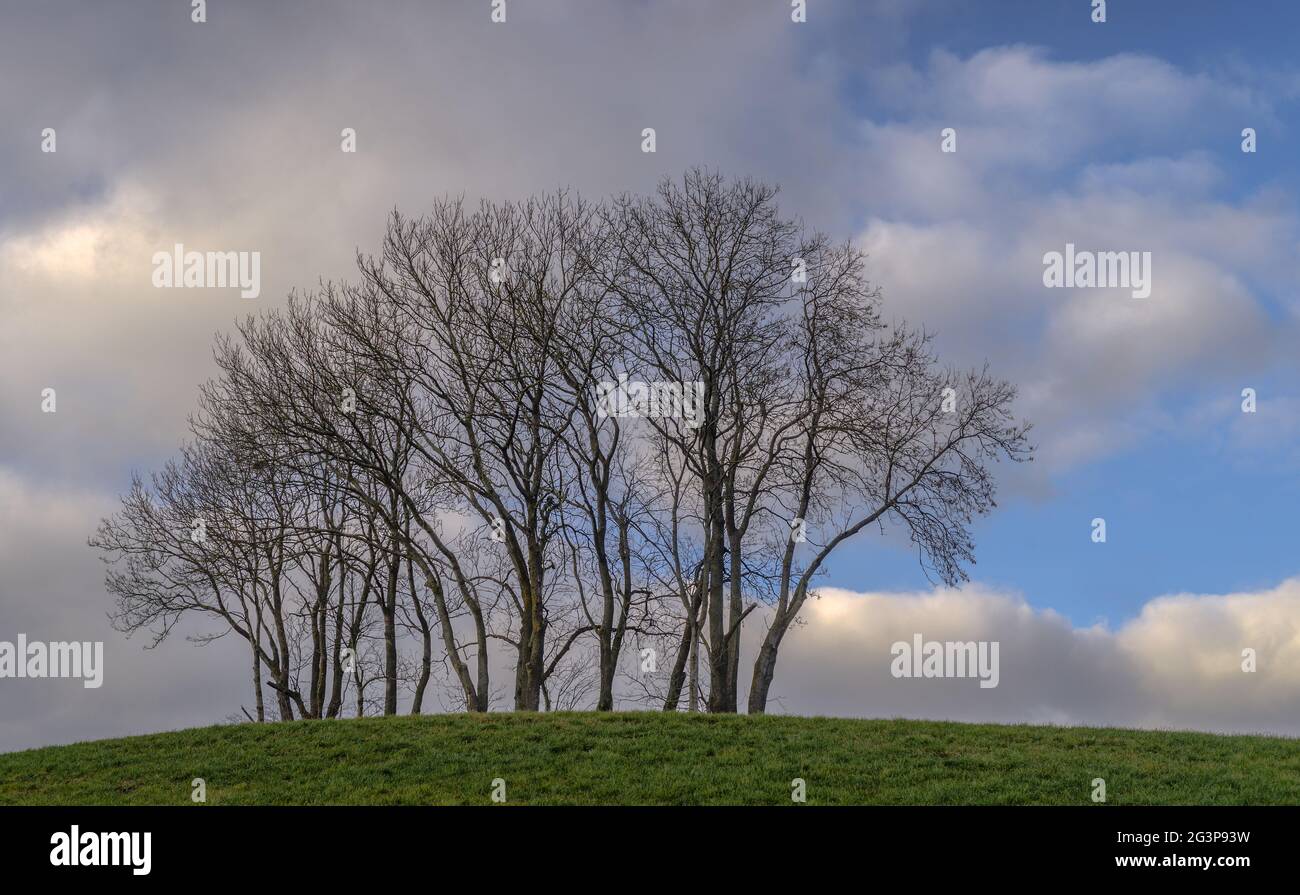 Gruppe von Bäumen im Dezember Stockfoto