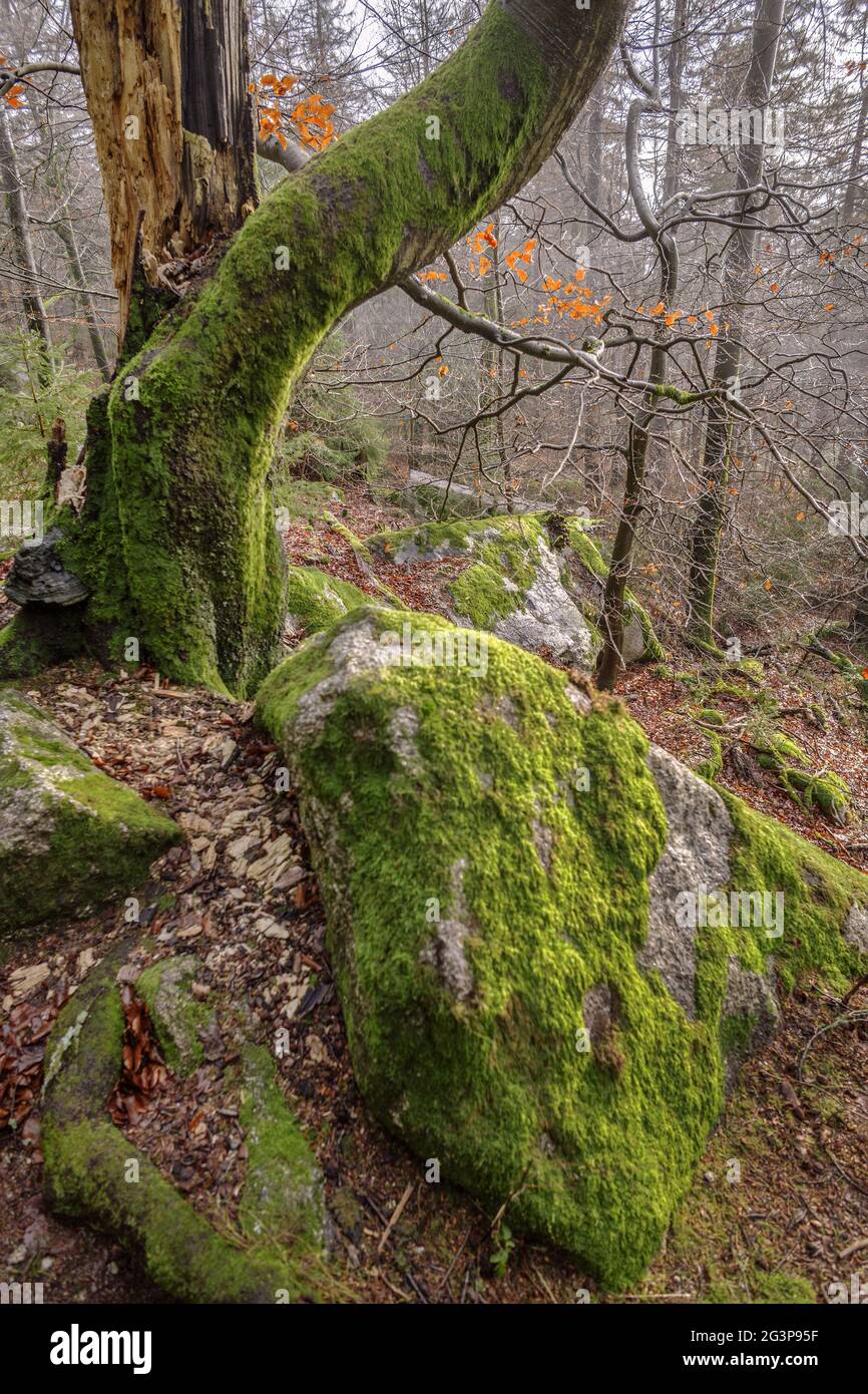 Steinwald - großer Waldstein im Fichtelgebirge Stockfoto