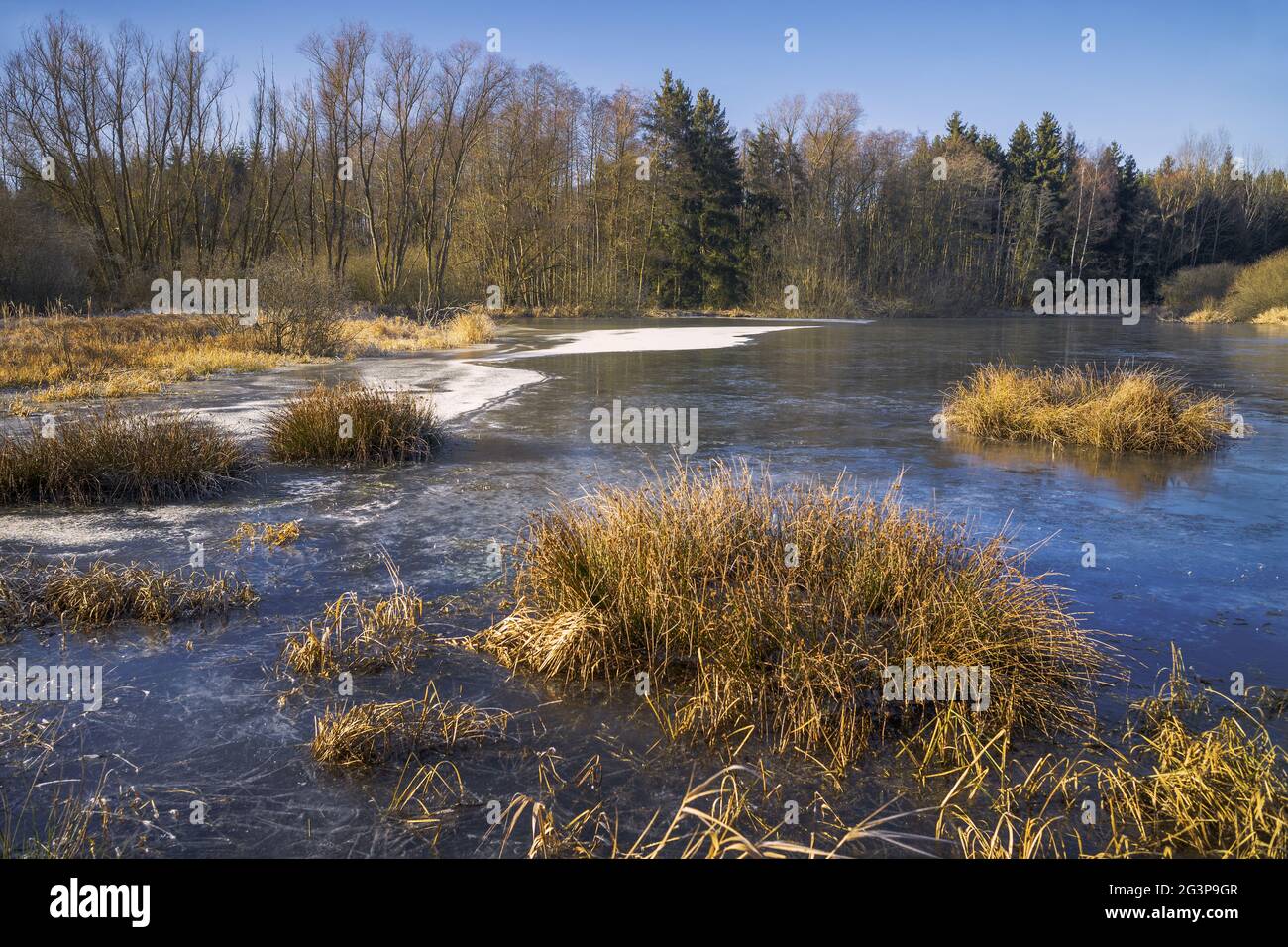 Teich im Dezember - Schutzgebiet Green Band Stockfoto