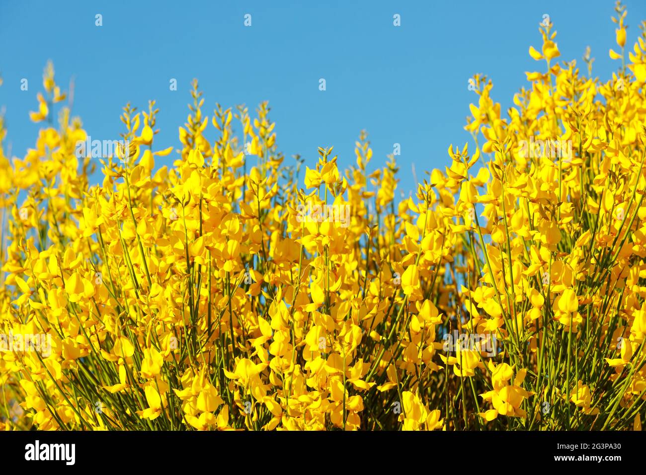 Leuchtend gelbe Blüten blühen über dem blauen Himmel. Natur Hintergrund. Platz für Text kopieren Stockfoto