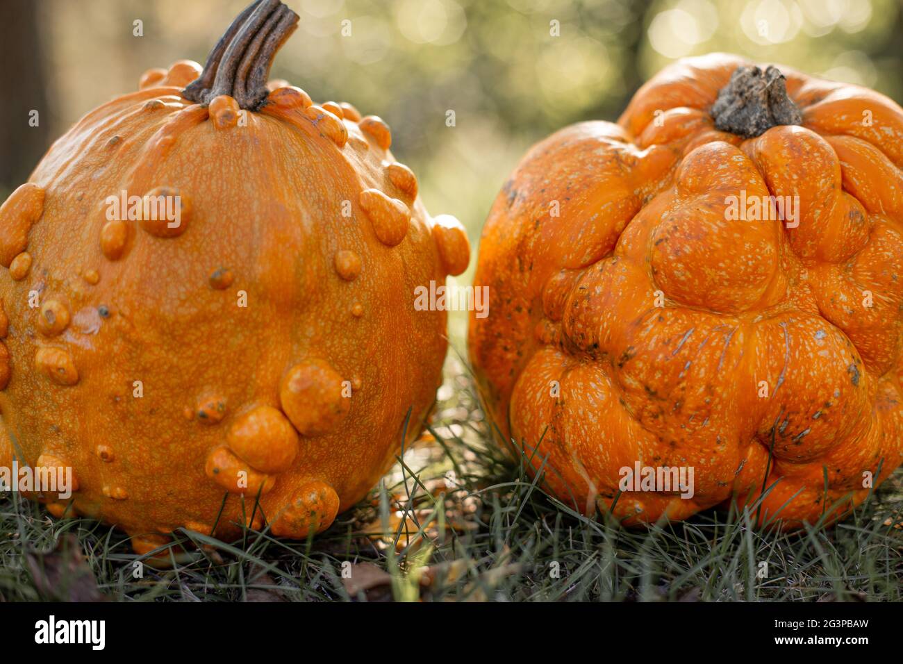 Trendige hässliche Bio-Orangen-Kürbisse auf dem Gras. Stockfoto