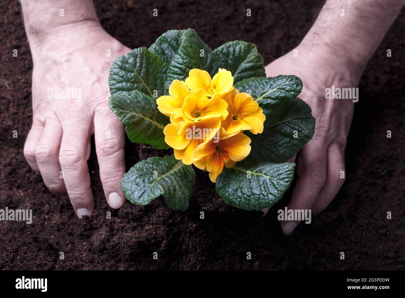 Gärtner umpflanzen gelbe primula Stockfoto