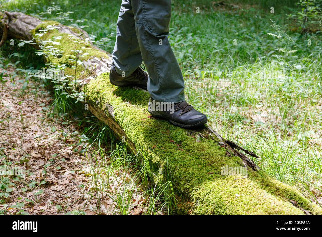Bein in einem Trekkingschuh auf einem heruntergefallenen moosigen Baum, Active Rest Konzept Stockfoto
