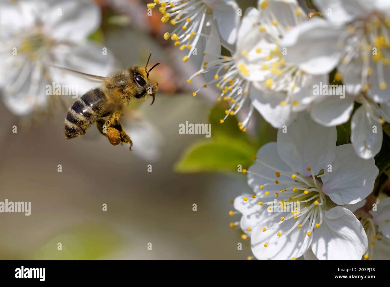 Biene auf einer Blüte Stockfoto