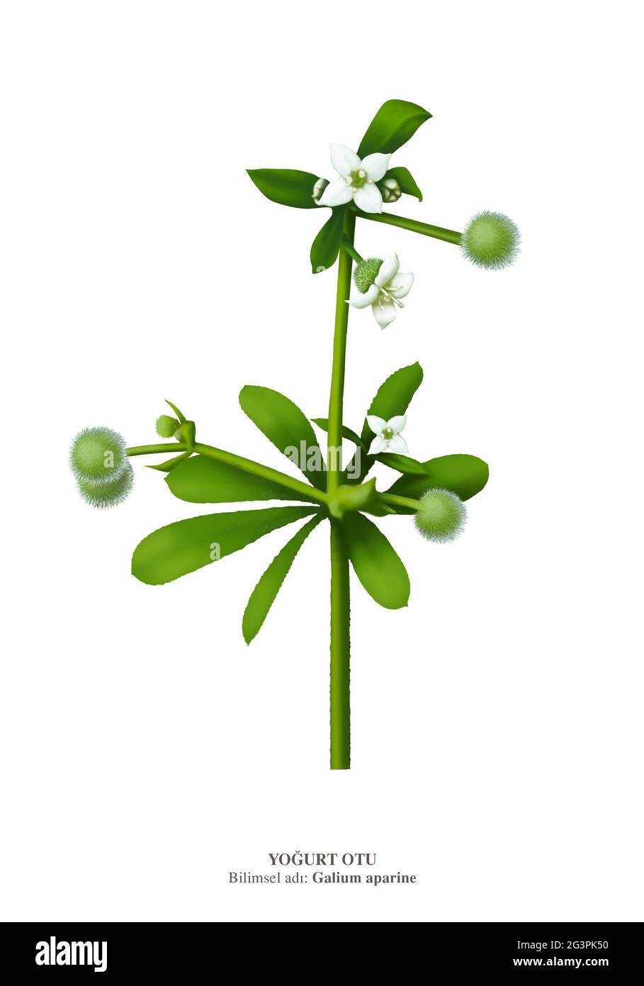 Galium aparine, Stachelgras, mit vielen gebräuchlichen Namen, einschließlich Anhalter, Cleavers Stockfoto