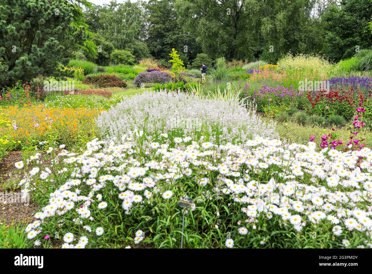 White Daisies at Foggy Bottom at Bressingham Steam & Bressingham Gardens, ein Dampfmuseum und Gärten in Bressingham, Diss, Norfolk, England, Großbritannien Stockfoto
