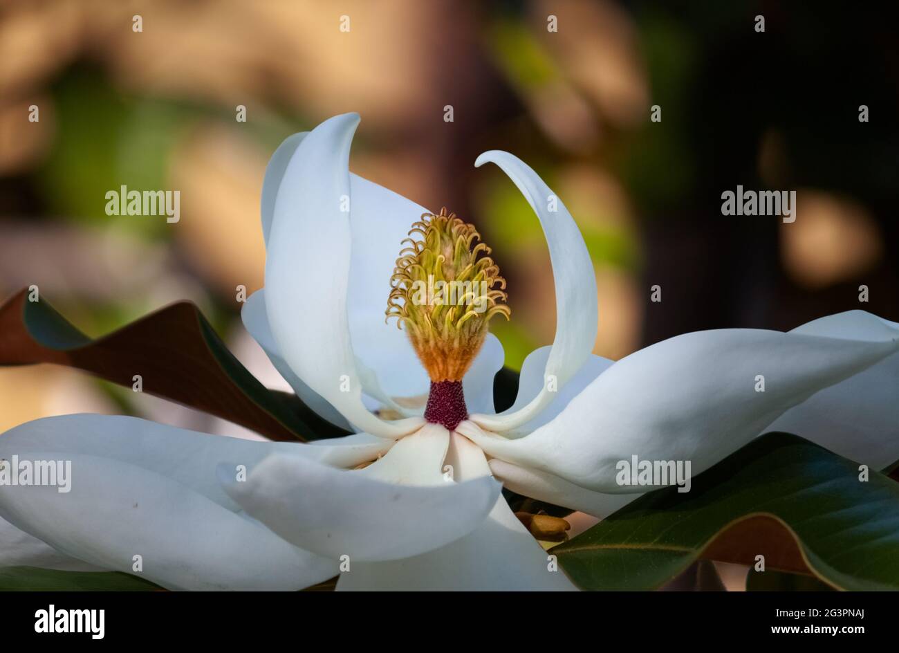 Weiße Magnolienbaumblüte aus der Nähe isoliert vor einem verwischten Gold-, Grün- und Braunhintergrund Stockfoto