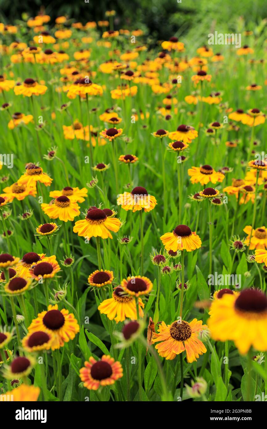 Leuchtend gelbe Helenium 'Wyndley' Blüten Stockfoto
