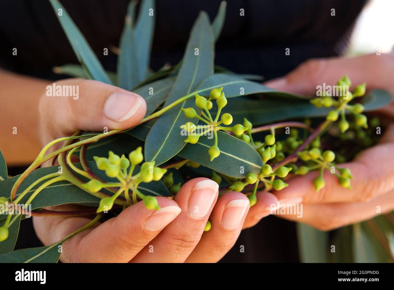 Natürlicher organischer Eukalyptus. Stockfoto