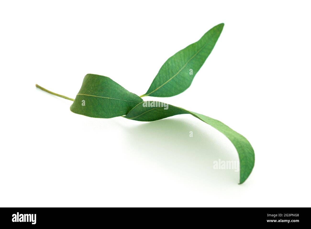 Eukalyptus-Blätter. Stockfoto