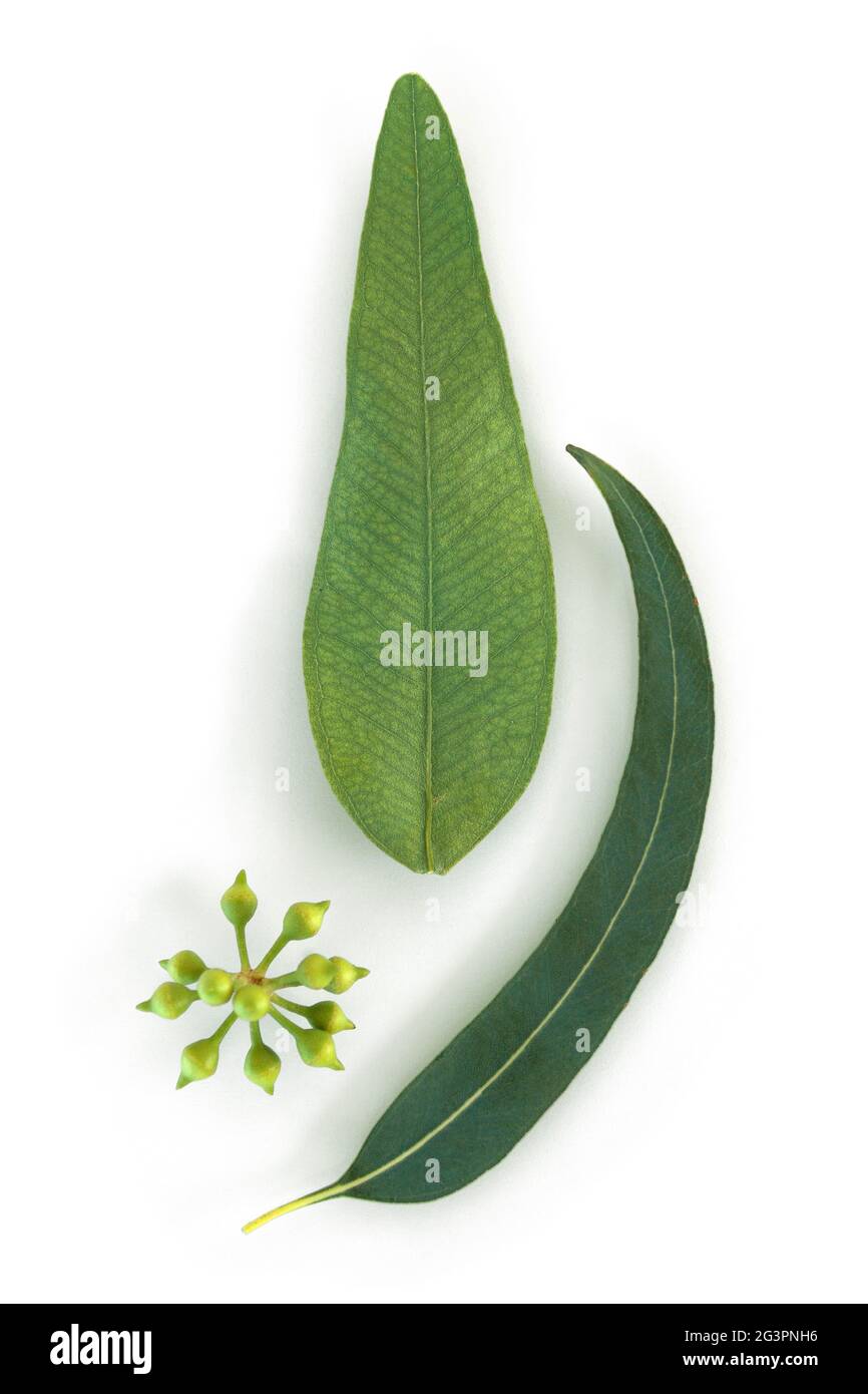 Eukalyptusblätter, Draufsicht. Stockfoto