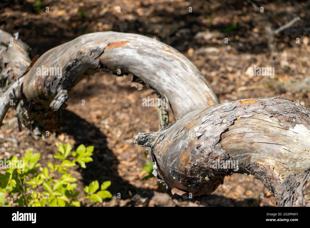 Ein Baumstamm im Wald wird als Schraube verdreht Stockfoto