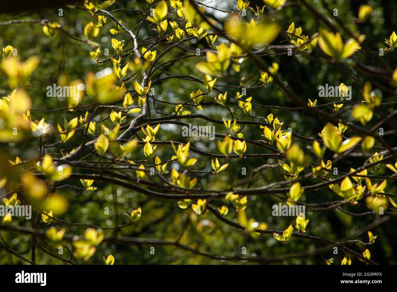 Junge Blätter an Ästen, durch die Sonnenlicht geht. Stockfoto