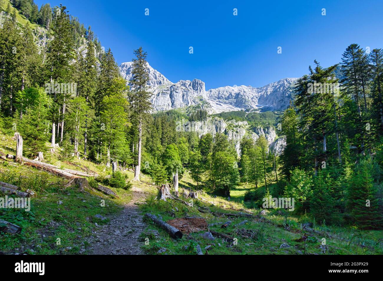 Blick auf Berge und Wald im österreichischen Gesäuse Nationalpark Stockfoto