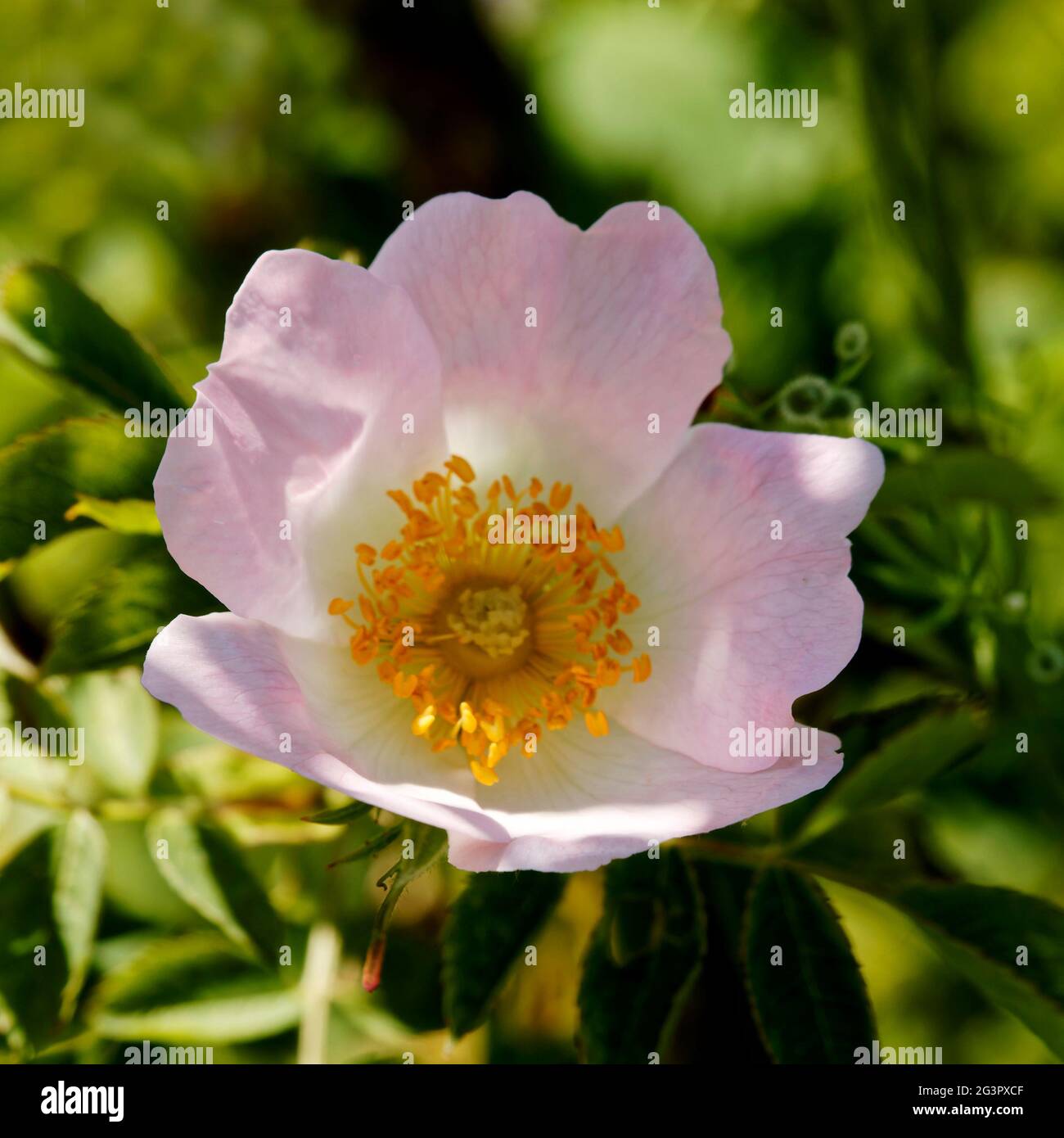 Nahaufnahme der Blume der Hunderose (Rosa Canina) eine variabel kletternde, wilde Rosenart, die in Europa, Nordwestafrika und Westasien beheimatet ist. Stockfoto