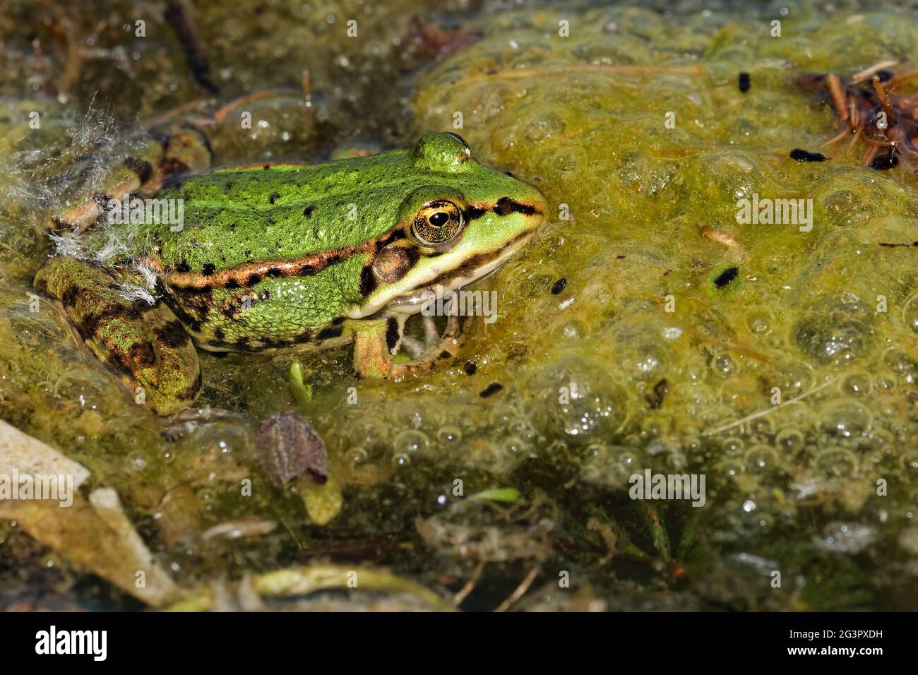Essbarer frosch, der im wasser sitzt Fotos und Bildmaterial in hoher