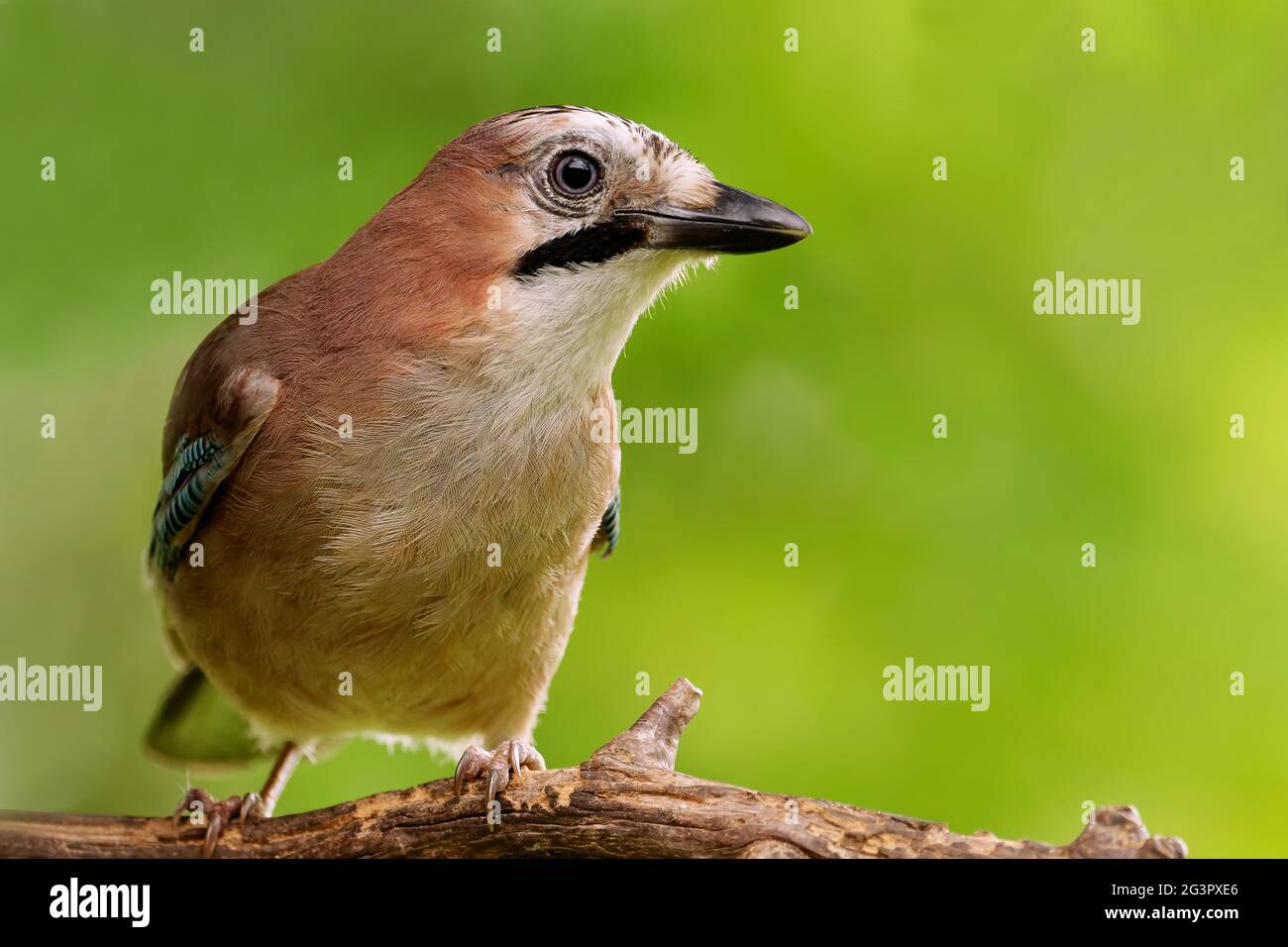 Jay am Waldrand Stockfoto