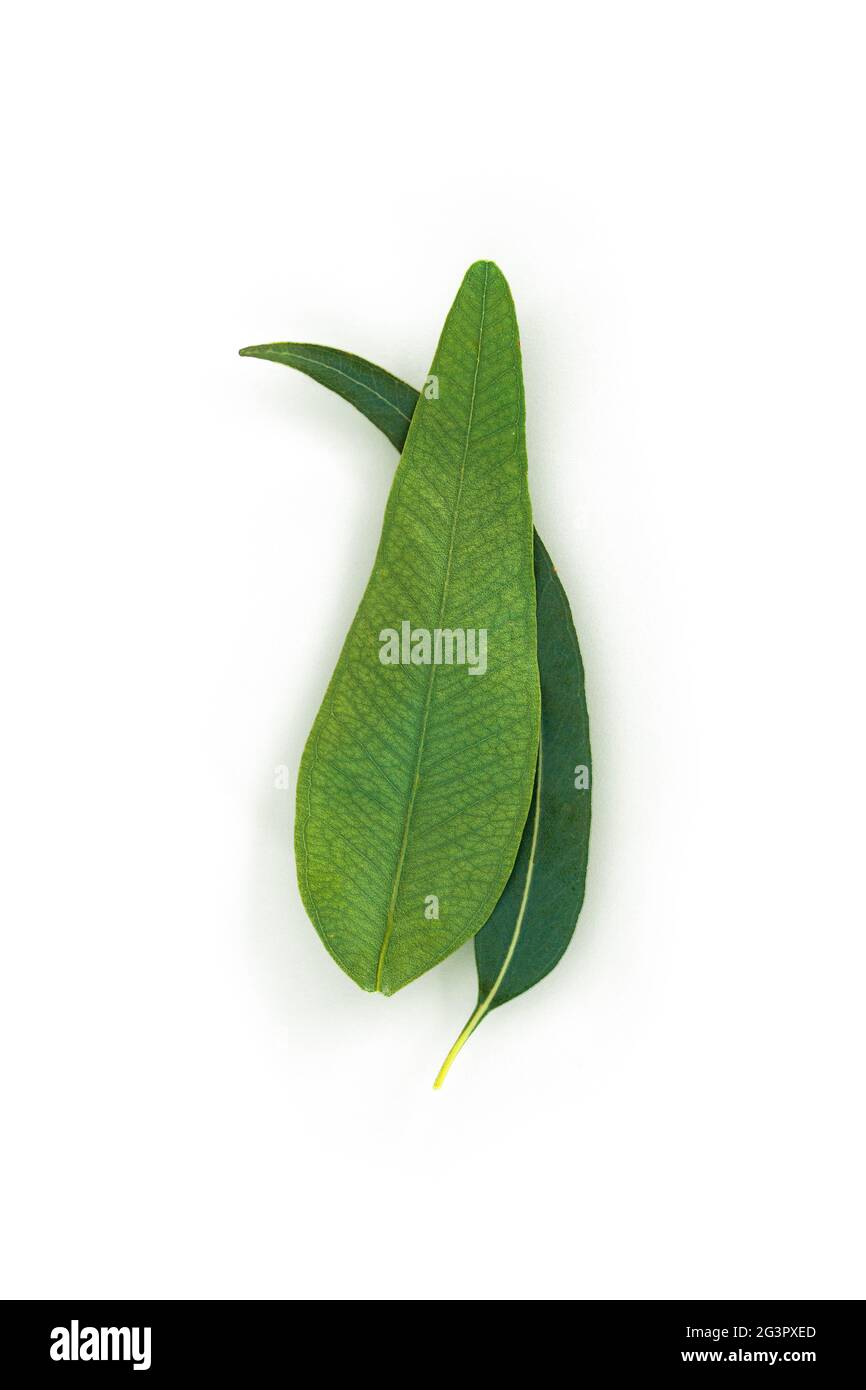 Natürlicher organischer Eukalyptus. Kosmetik-Inhaltsstoff. Stockfoto