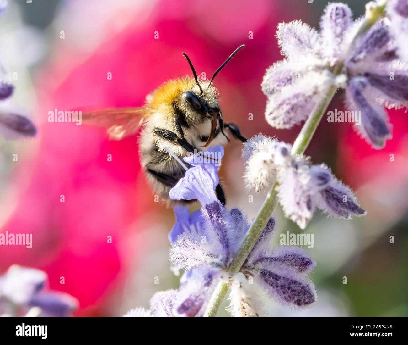 Eine Hummel fliegt in einem Garten um eine lavandula-Blume herum. Stockfoto