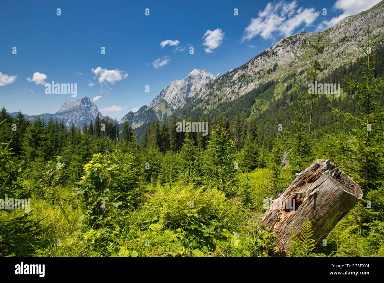 Wald und Berge im Nationalpark Gesäuse in Österreich Stockfoto