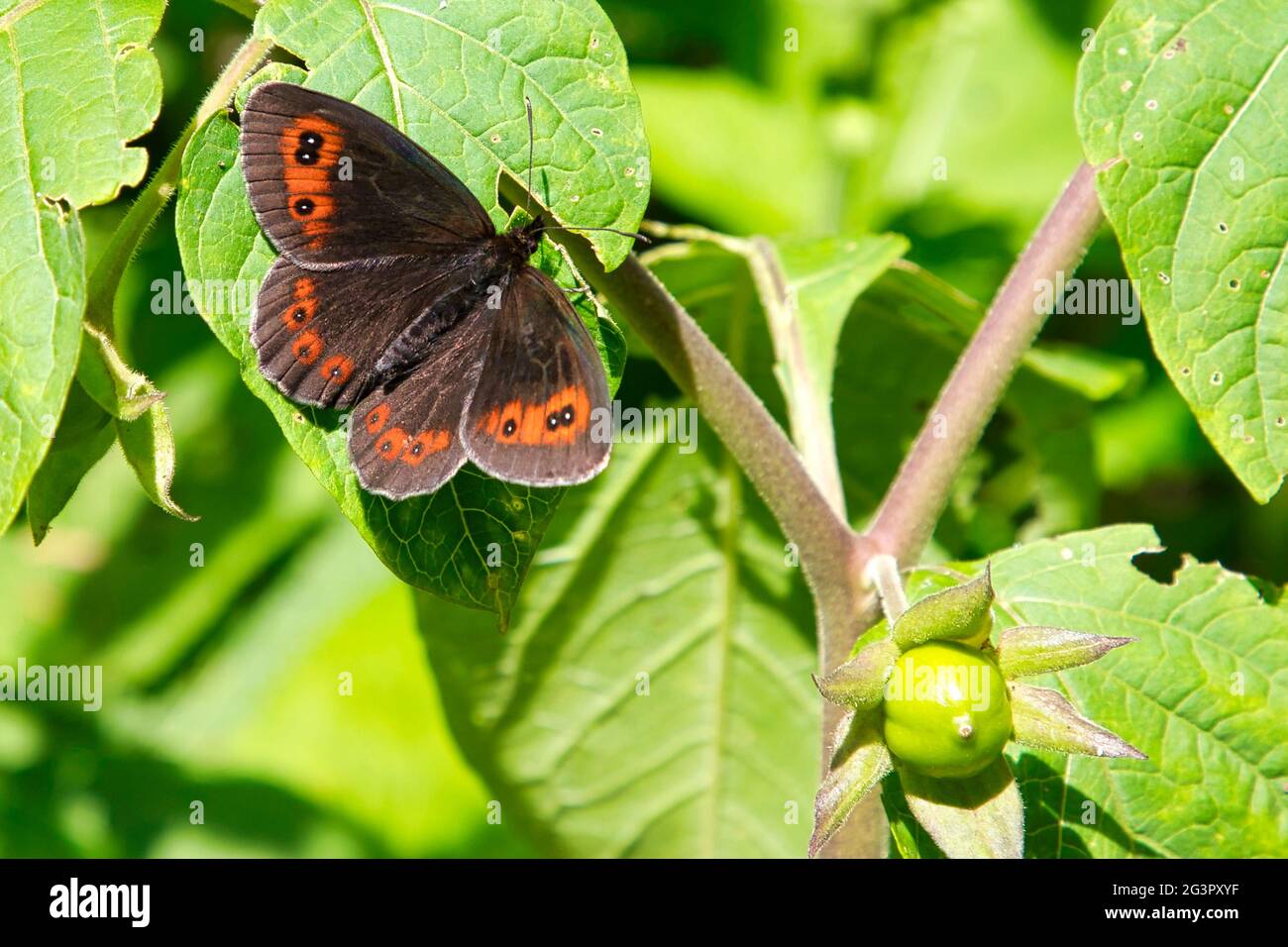Waldringel im Nationalpark Gesäuse in Österreich Stockfoto