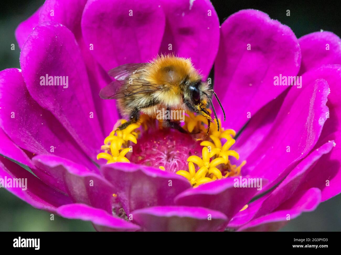 Eine Hummel, die Pollen in einer violetten Blume sammelt. Eine bescheidene Biene, die an einer Gartenblume arbeitet. Stockfoto