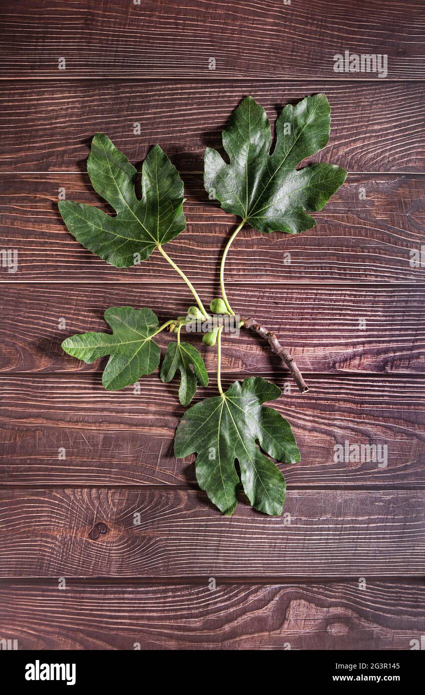 Die flache Lay-Fotografie der Feigenblätter auf dem Tisch des alten Holzes. Stockfoto