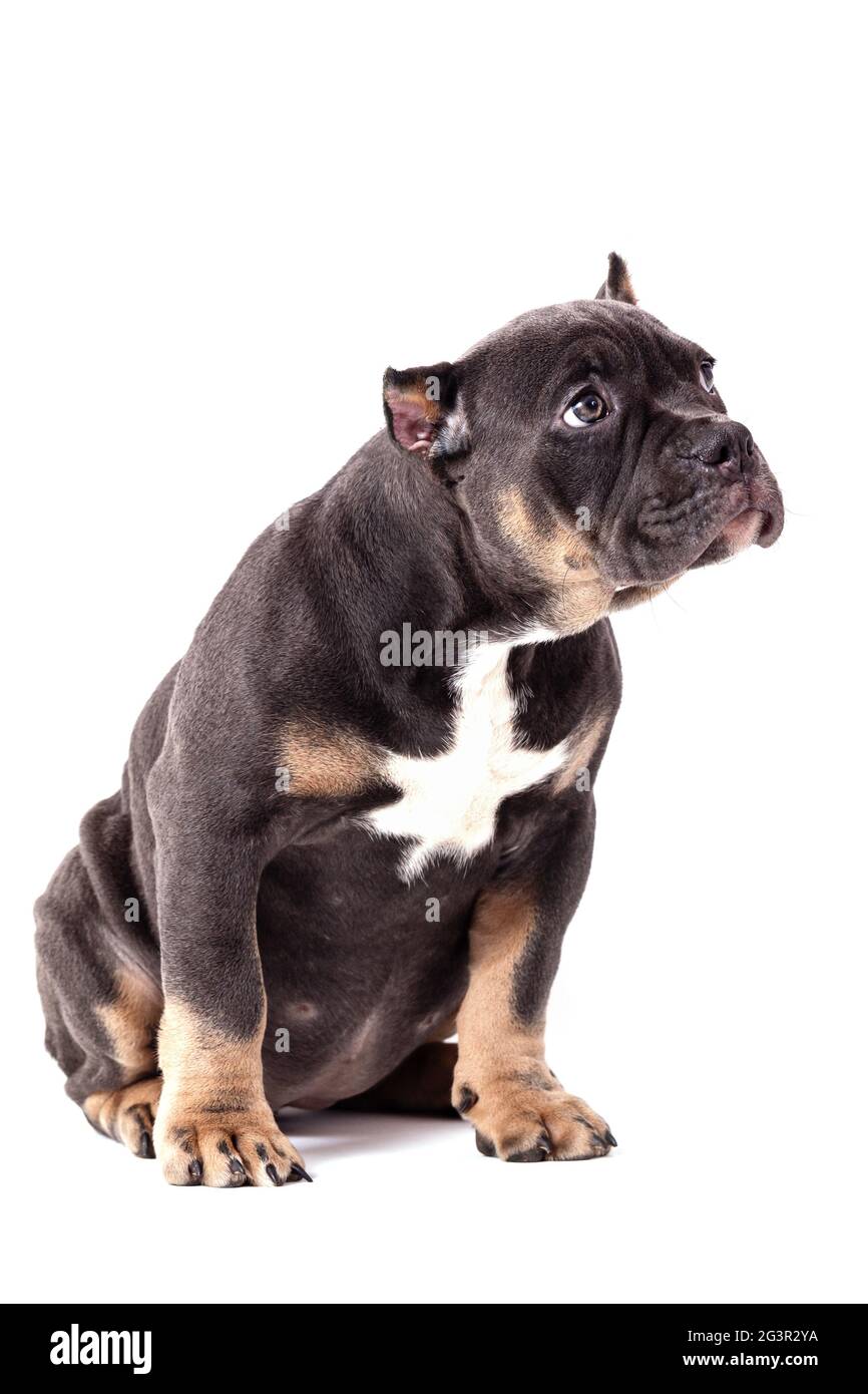 Ein Welpe der American Bully Rasse der tricolor Farbe. Eine neu geschaffene Begleithund Rasse in den Vereinigten Staaten. Isoliert auf weißem Hintergrund, c Stockfoto