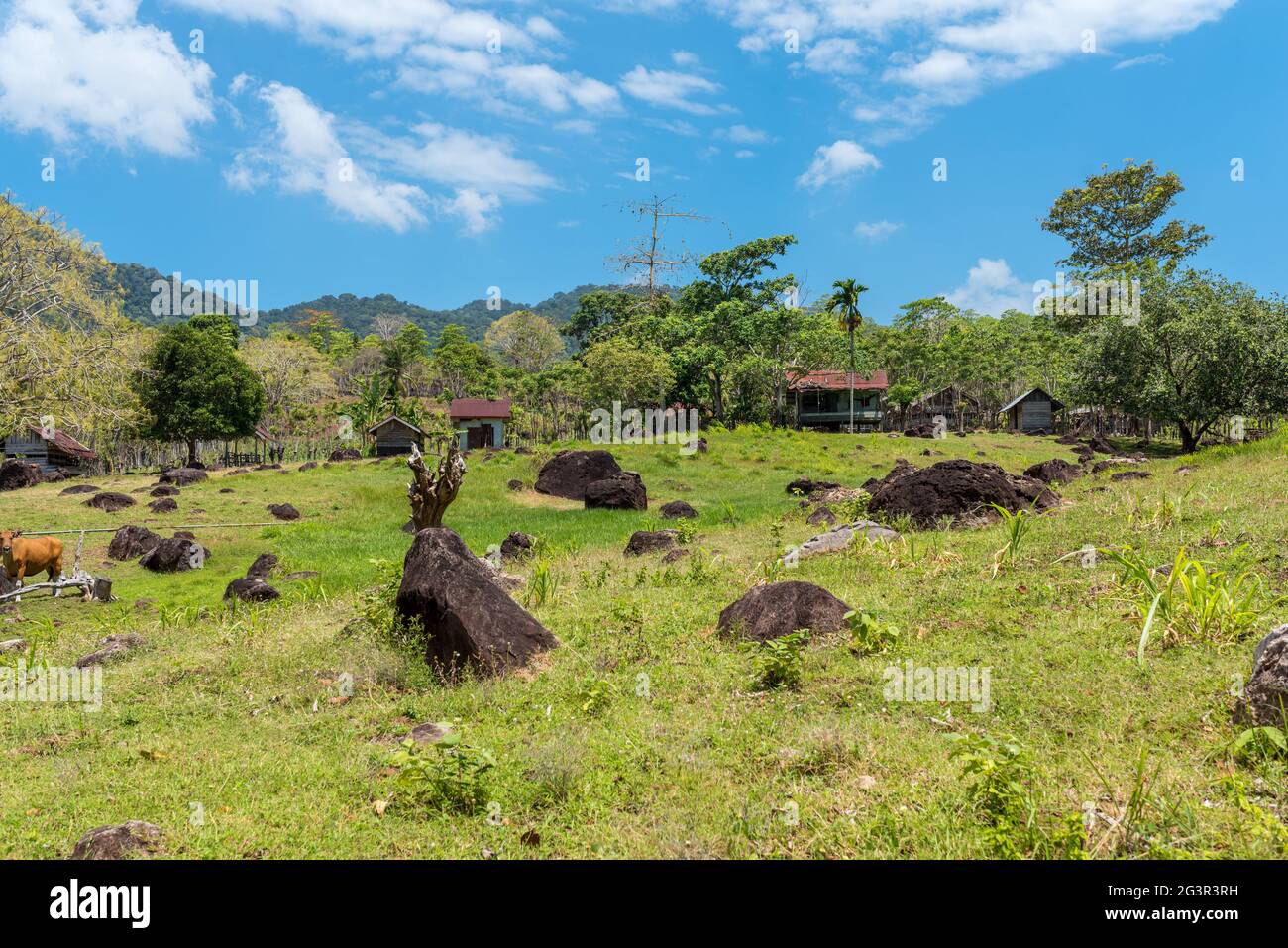 Viehzucht auf der Insel Wen im Norden Sumatras Stockfoto