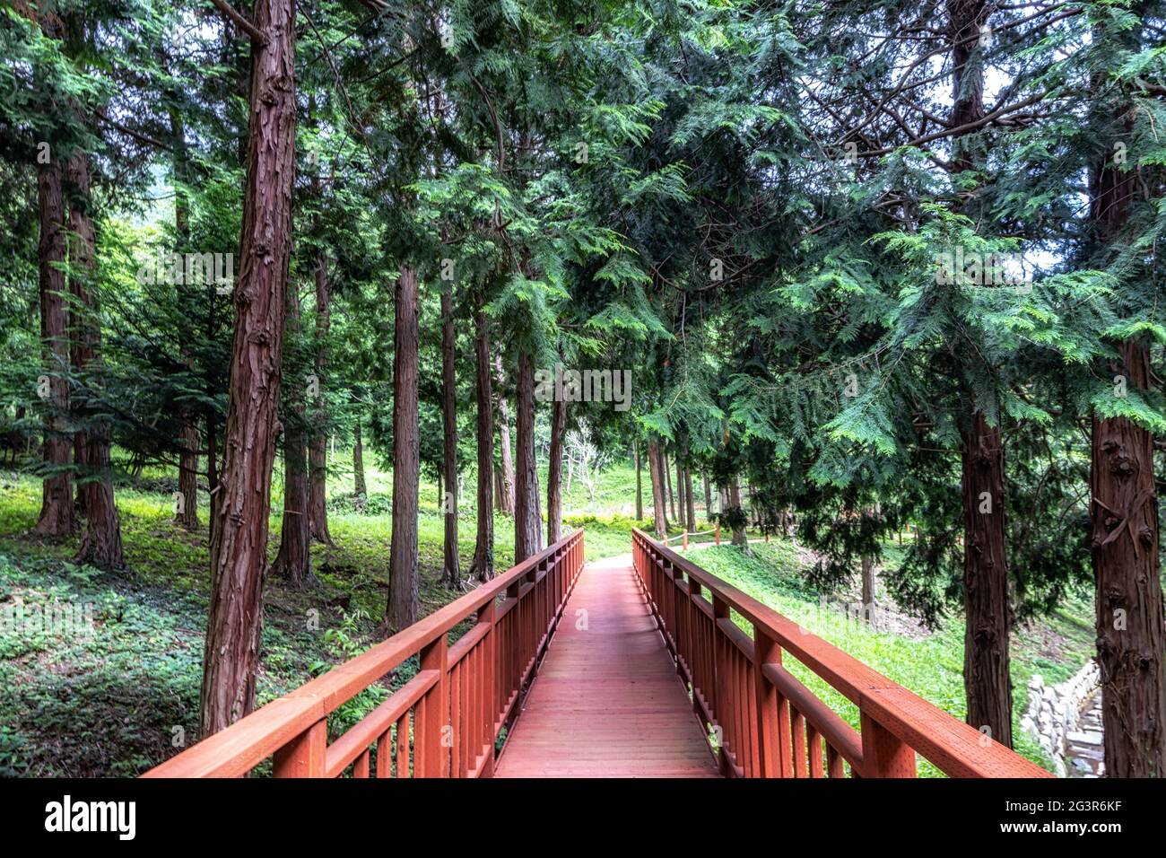 Mujangye Waldweg in jindo Stockfoto