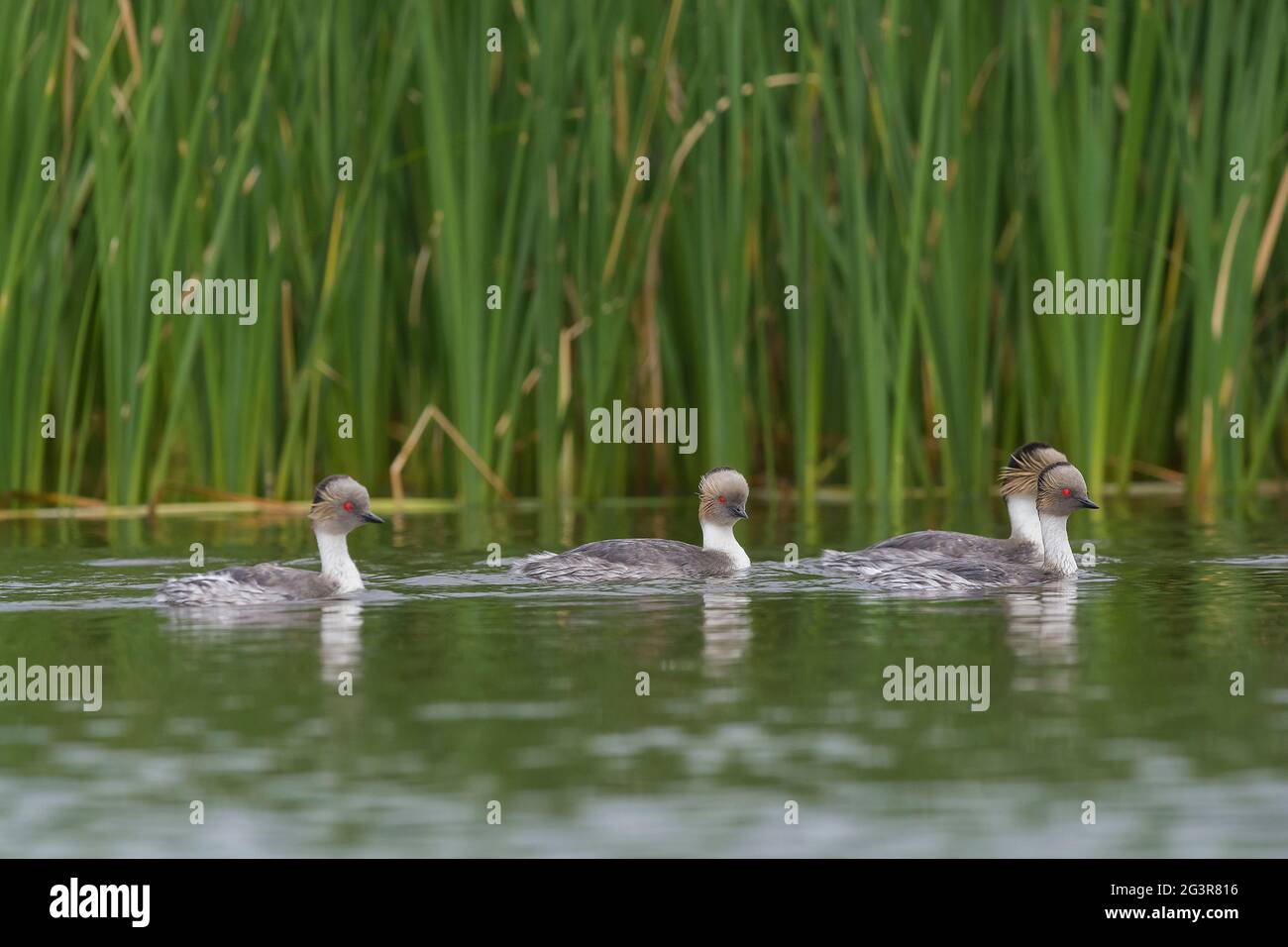 Silberreiher, Podiceps occipitalis, Schwimmen in der Lagune von Pampas, Provinz La Pampa, Patagonien, Argentinien. Stockfoto